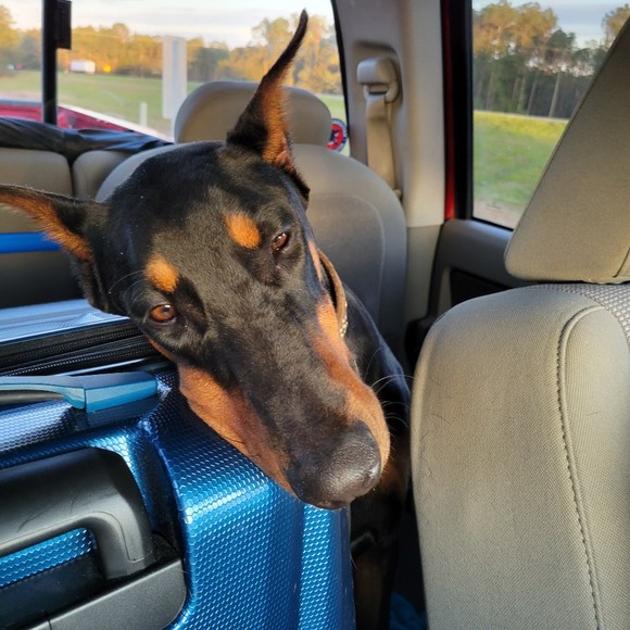 Meet your Posher, Heidi - Picture 1 of 1